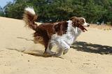 BORDER COLLIE 090
